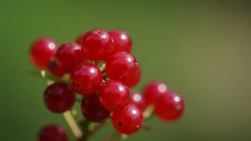Conseils pour assurer un pendentif en rubis